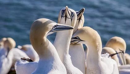 九游娱乐官网 (JIUYOU)-千叶喷射机客场挑战表现不俗，千叶750