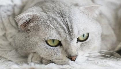 九游下载中心-大连队在近期比赛中展现出出色表现，大连队比赛时间