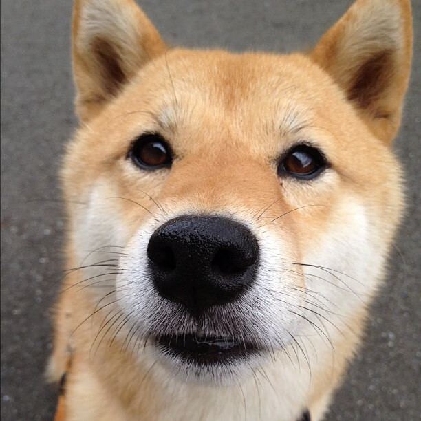 九游9游-德国女子排球队在小组赛中表现出色，晋级八强，德国女排国家队