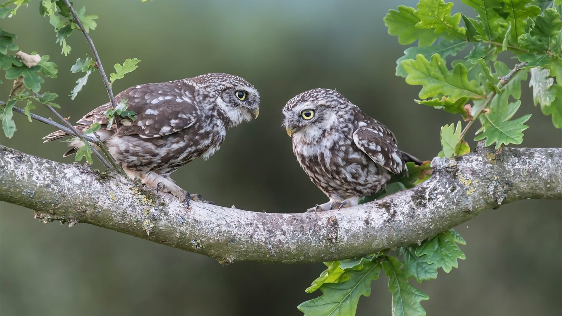 九游app下载中心-法甲球队年底总结：成绩不断追赶欧洲金字塔，法甲球队价值排名