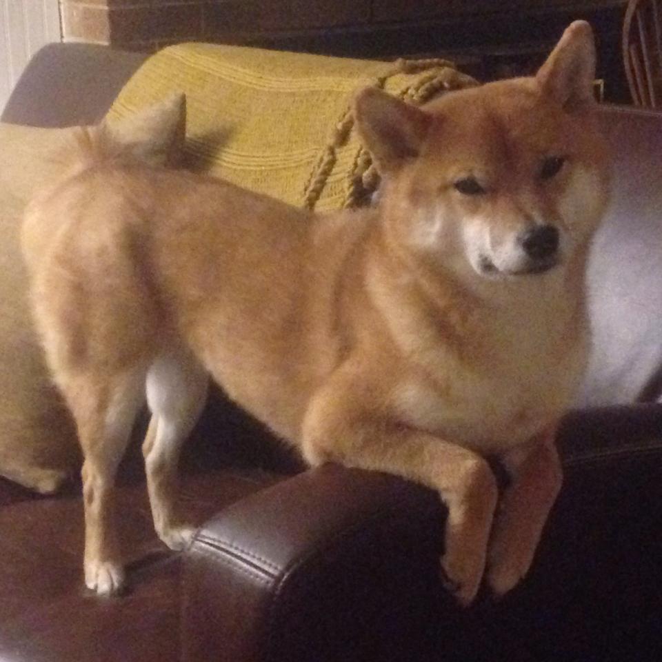 九游下载官网-Gen.G战队训练营强化备战，gen.g战队队员