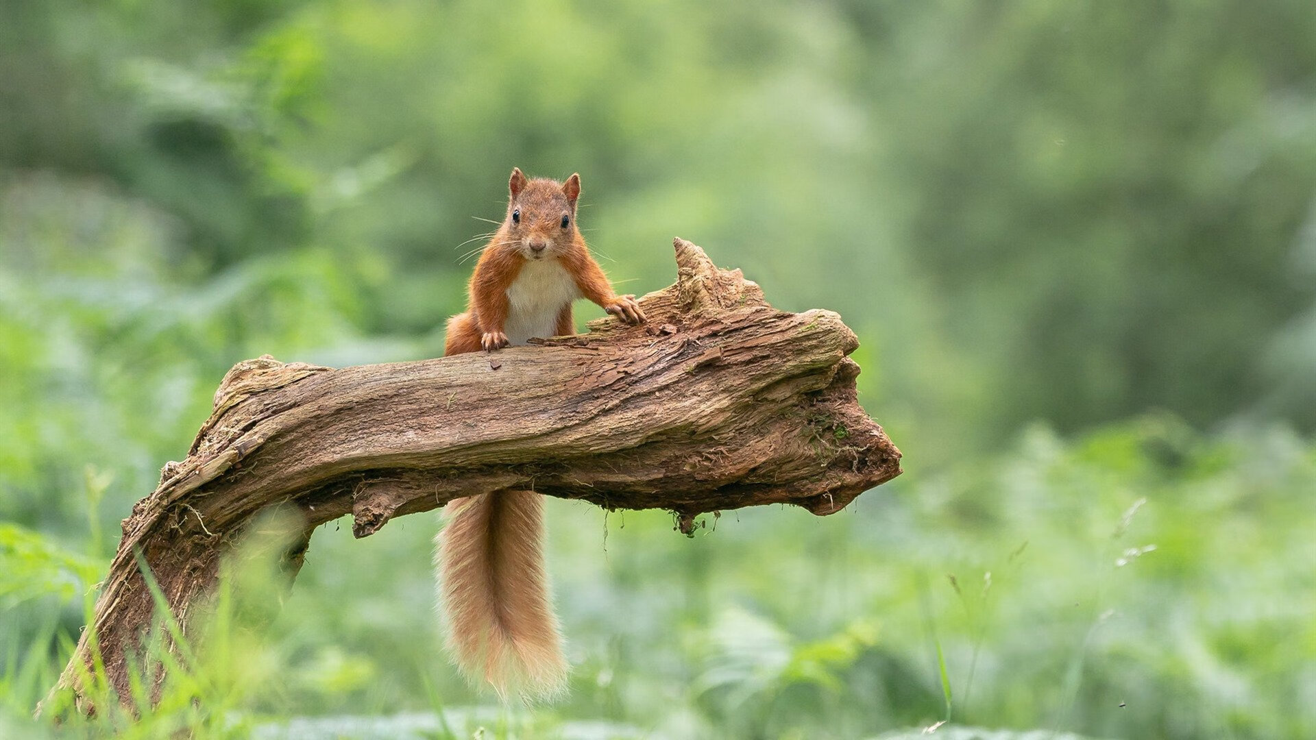 JIU YOU GAME-KPL选手违纪行为将被纳入赛季总评分，kpl处罚规则