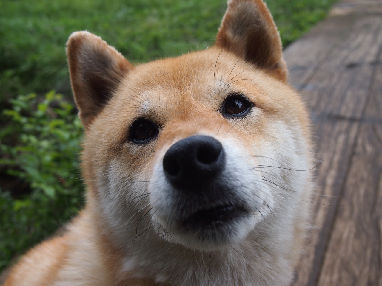 九游电脑版-墨西哥球迷在冰天雪地中跳“足球辣舞”