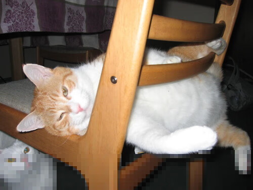 JIU YOU GAME-日本马术协会建立马匹基因数据库，促进马匹选育与训练。，日本 马术