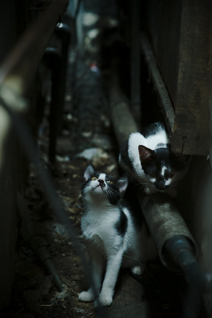 Jiu You-日本队新秀闪耀，未来可期！，日本篮球新秀