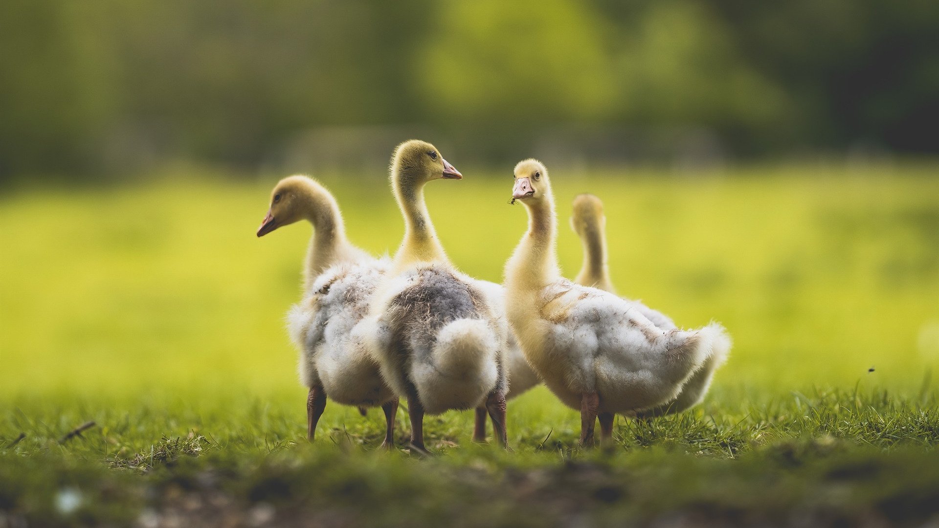 九游游戏中心-步行者队遭遇五连败！危机重重！，步行者队5号