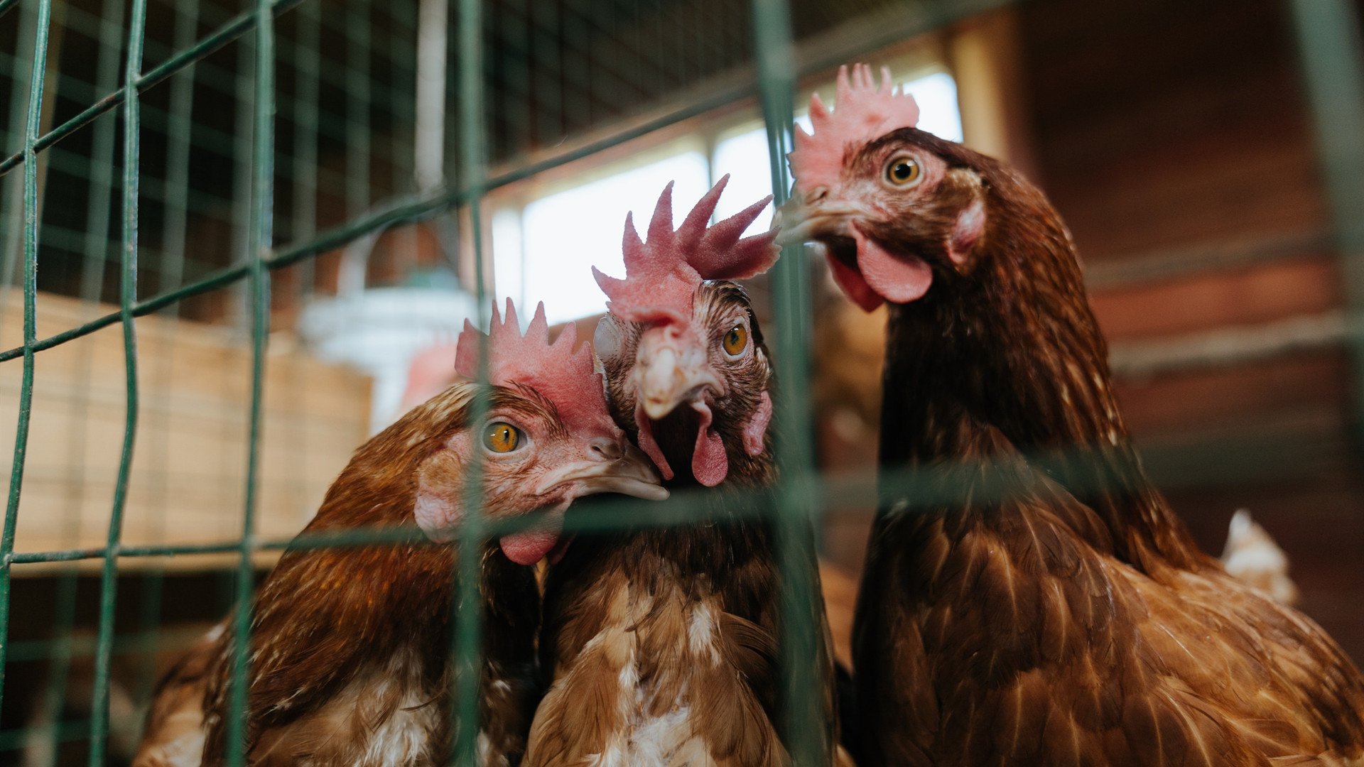 九游下载安装-荷兰女足在预选赛中失去奥运资格，荷兰女足小组第一