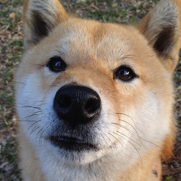 JIUYOU GAMING-埃及赛制分析：如何通过细节设计优化运动员的竞技体验，埃及的比赛会赢吗