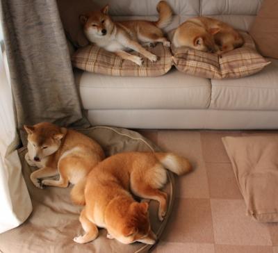 九游sports-球员留洋欧洲经验分享，助力国内年轻球员，球员留洋是什么意思